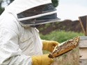 Beekeeper
